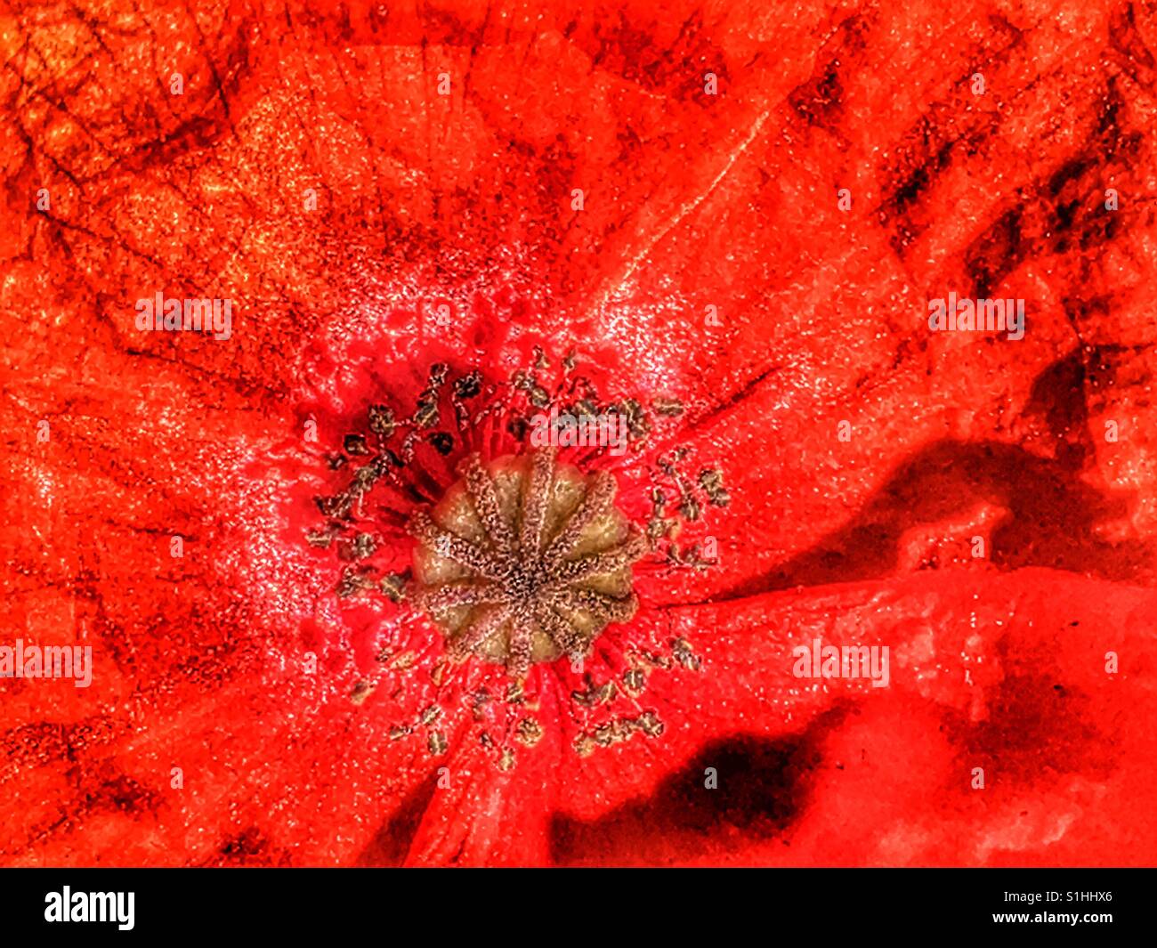 Papaver Rhoeas, auch bekannt als gemeinsame Mohn, roter Mohn oder Flandern Mohn - Smartphone-aufgenommenes Stockfoto