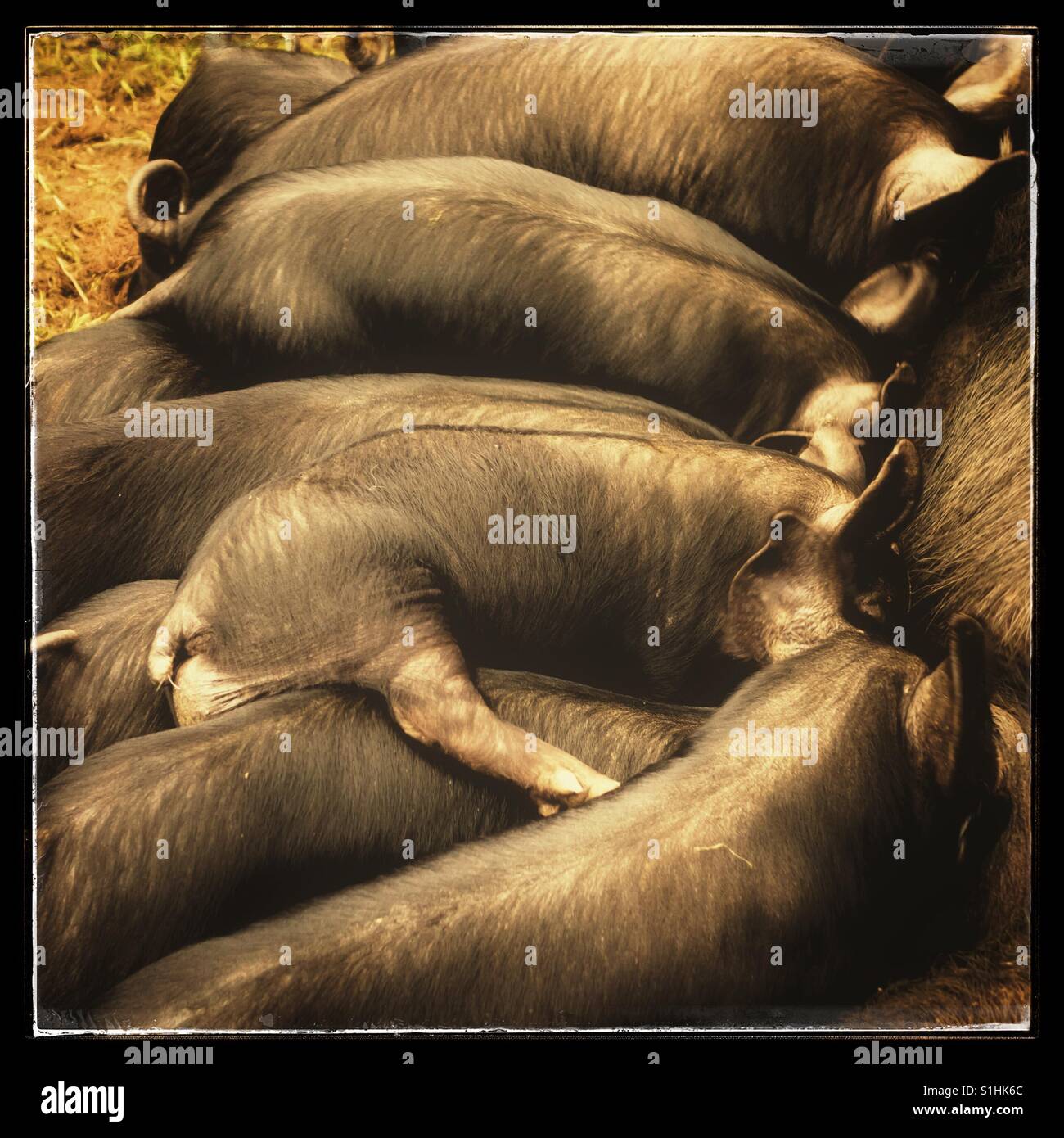 Kleine schwarze Ferkel, die von einer Sau säugen, Großbritannien - Smartphone-aufgenommenes Stockfoto