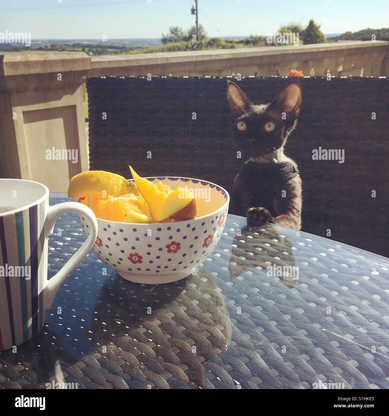 Kätzchen, Frühstück wie ein Mensch Stockfoto