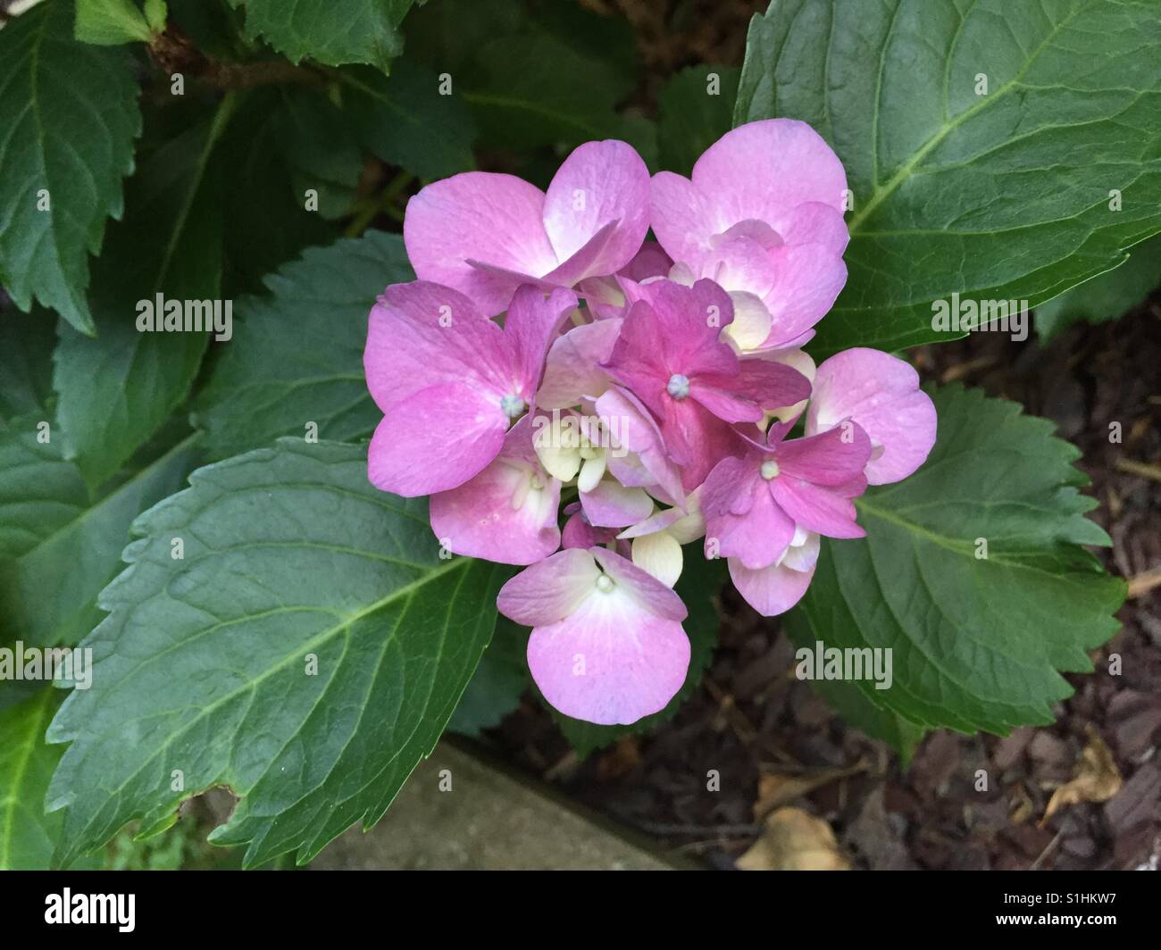 Rosa Hortensie beginnt, in einem Hinterhof in Georgien während Frühling blühen Stockfoto