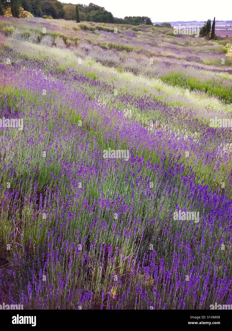 Englischer Lavendel-Feld Stockfoto
