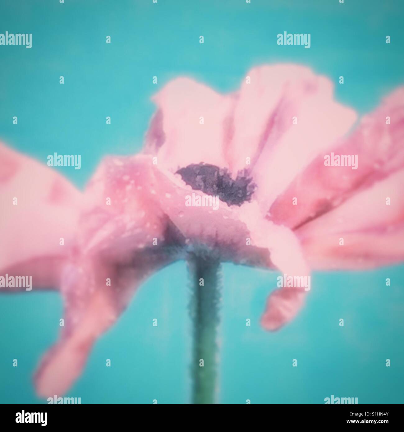 Soft-Fokus rosa Mohn Stockfoto