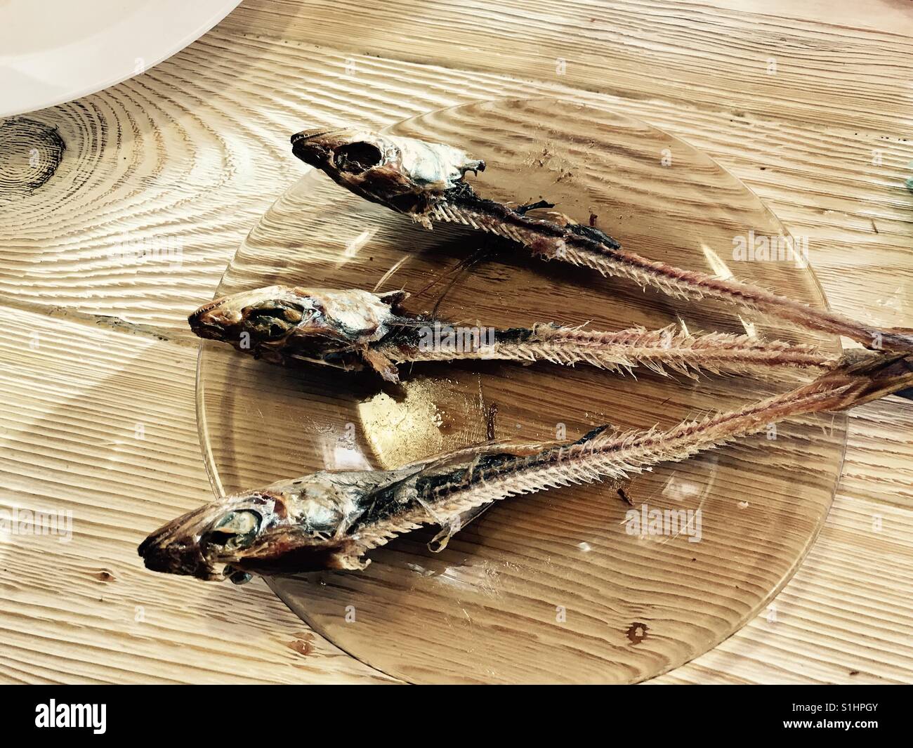Drei nagte Skelett von Trockenfisch liegend auf einer Glasplatte Stockfoto