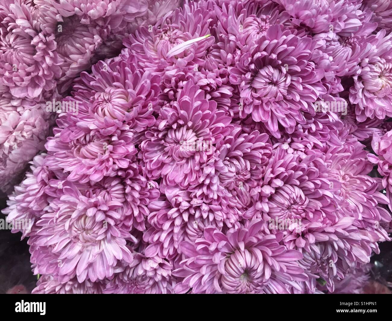 Lila Chrysanthemen Blumen-arrangement Stockfoto