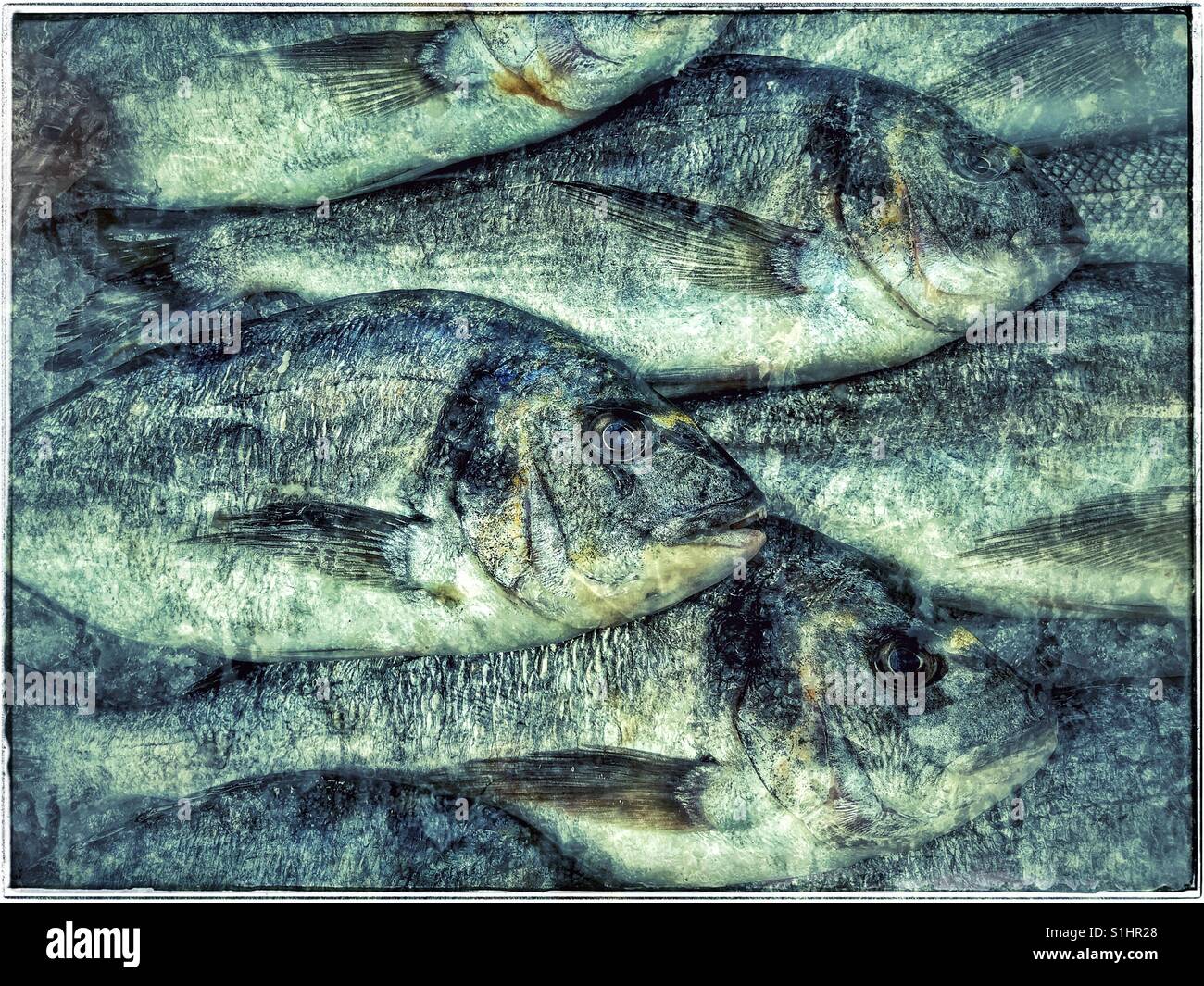 Vor kurzem gefangen sind Dorade für den Verkauf in einem Markt im Vereinigten Königreich. Frischer Fisch! Das einzige, was, das Sie brauchen, ist Chips! Bildnachweis - © COLIN HOSKINS. Stockfoto