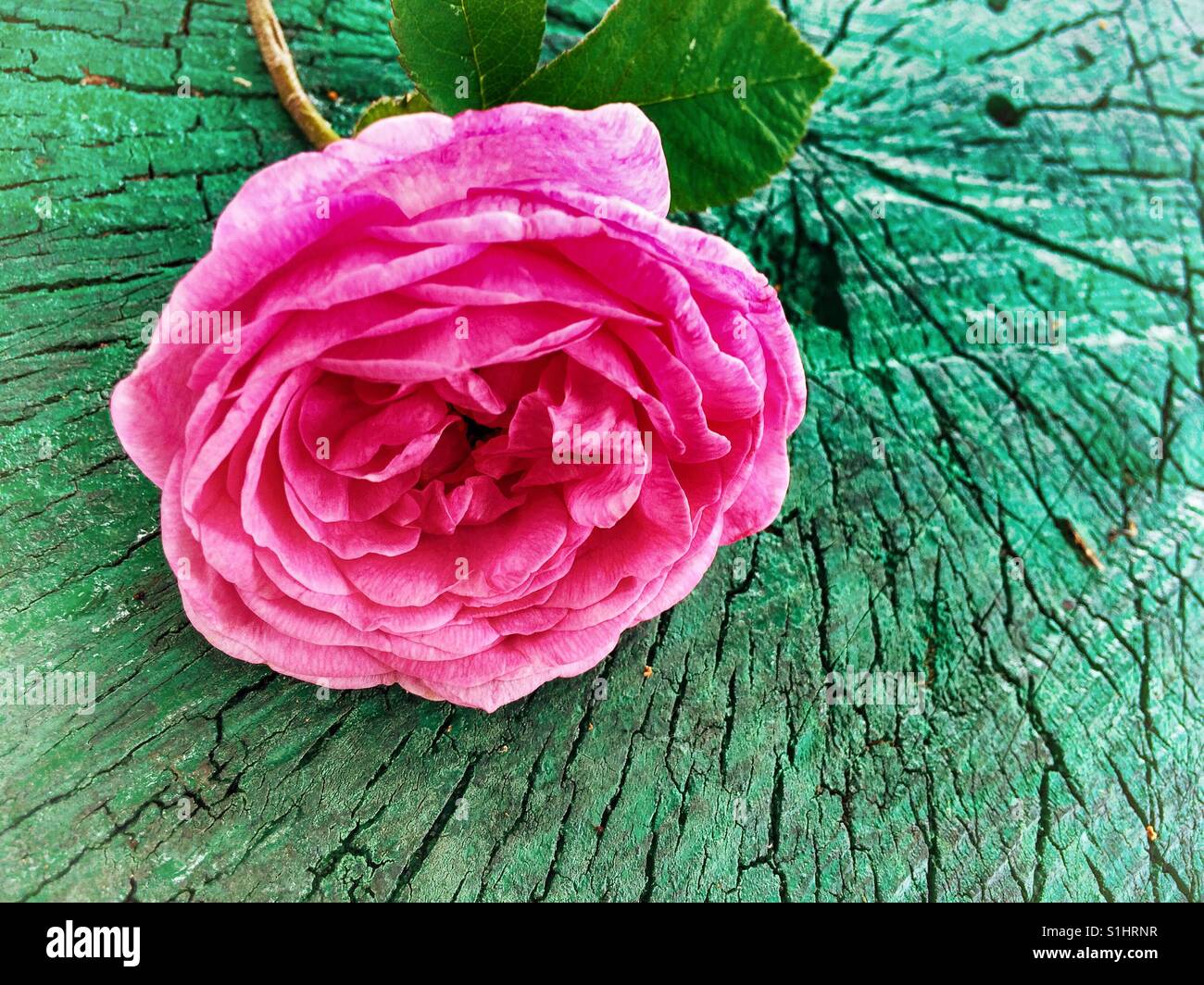 Hund-Rose Blume auf grünem Hintergrund aus Holz Stockfoto