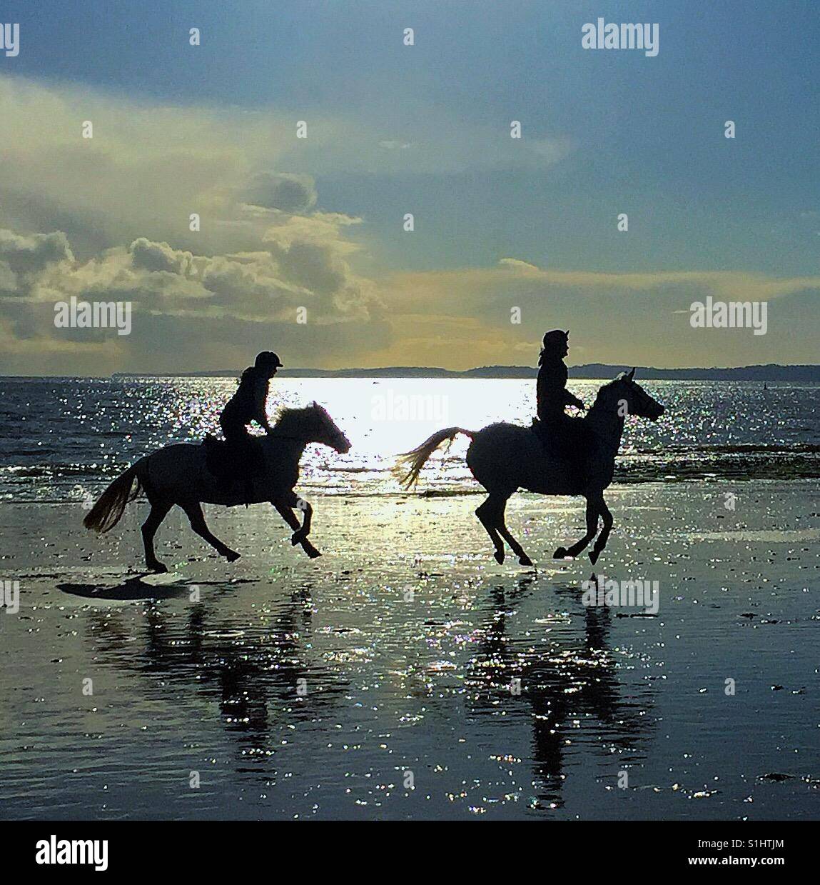 Pferde am Strand Stockfoto