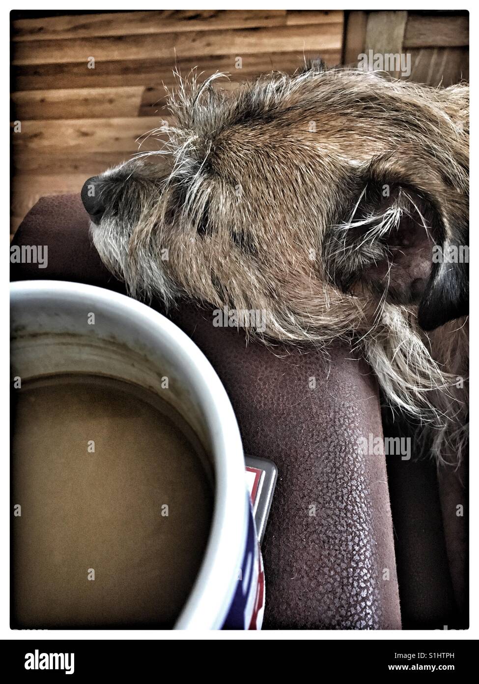 Eine Tasse Tee und schmust mit meinem Jack Russell Terrier. Stockfoto