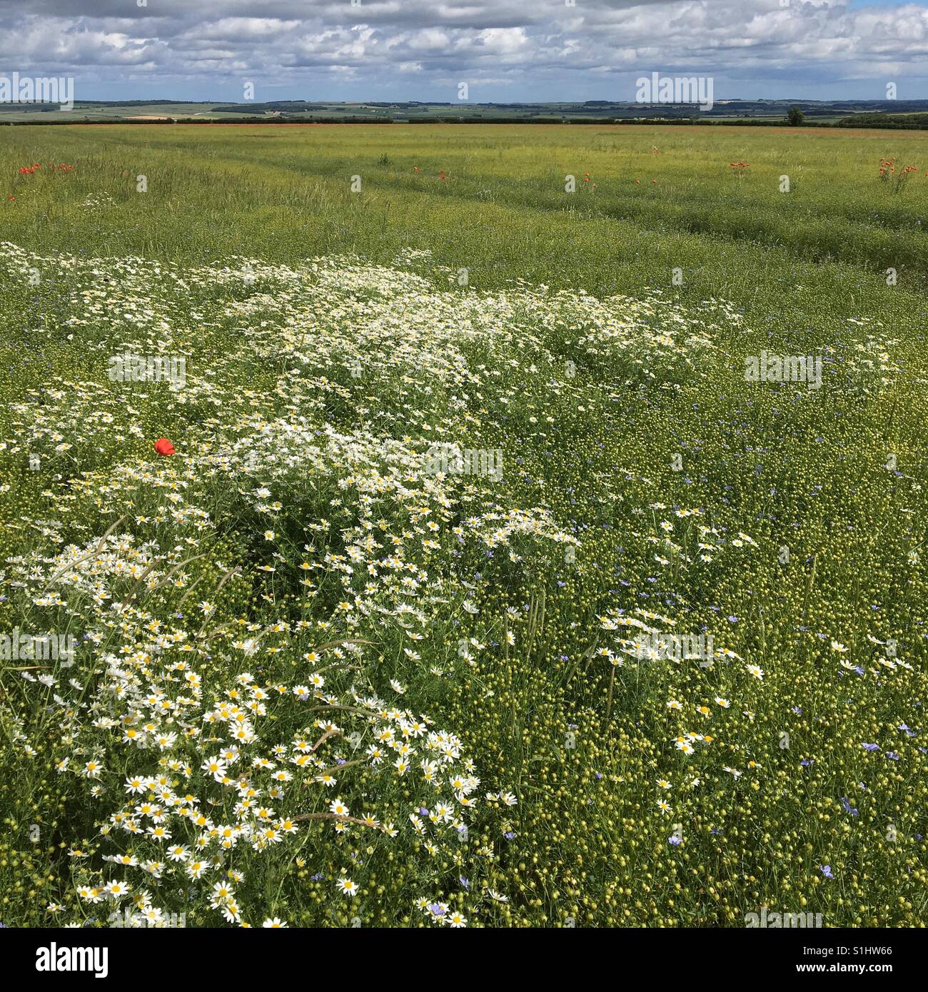 Yorkshire Wolds im Juni - Smartphone-aufgenommenes Stockfoto