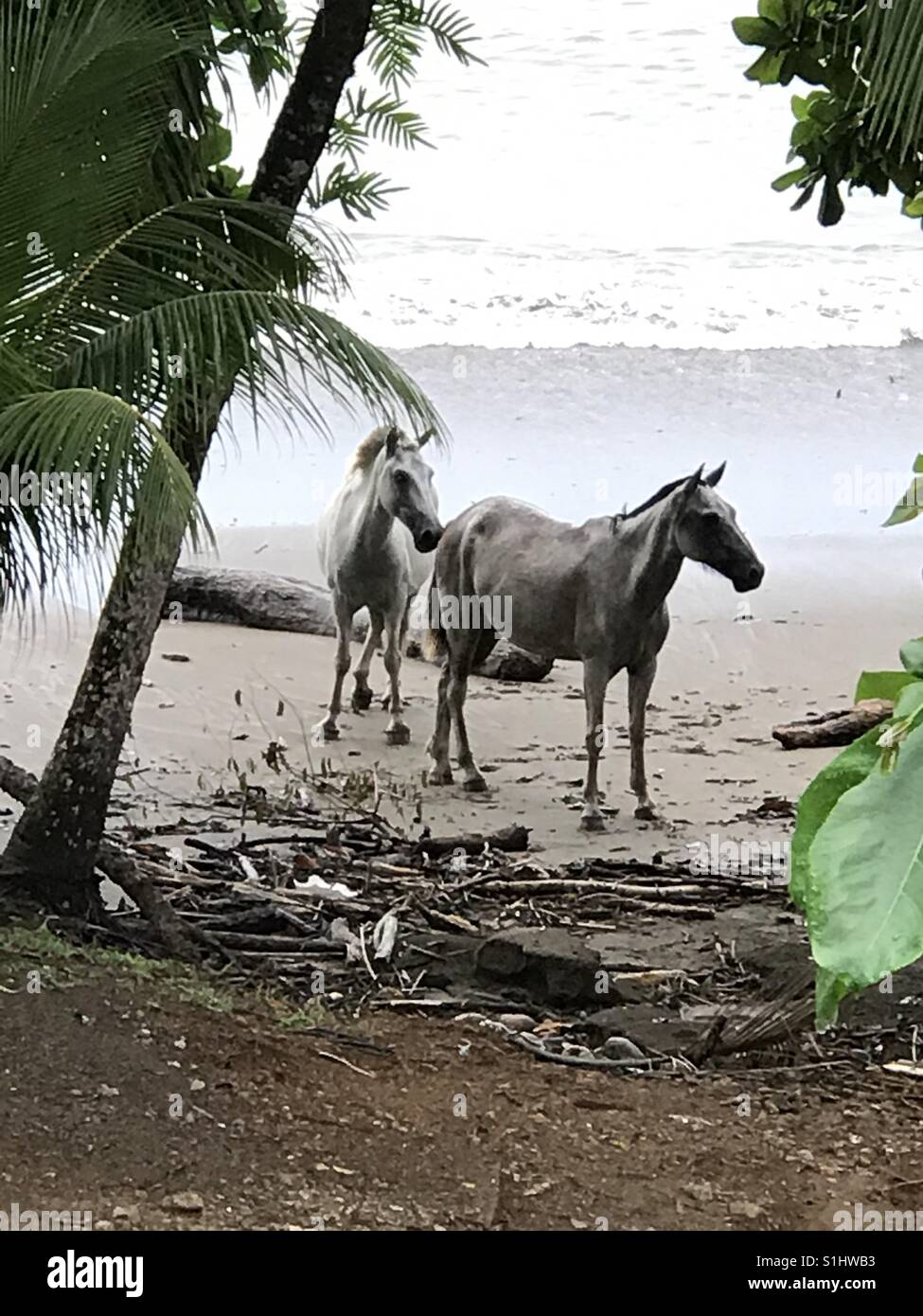 Pferde am Strand Stockfoto