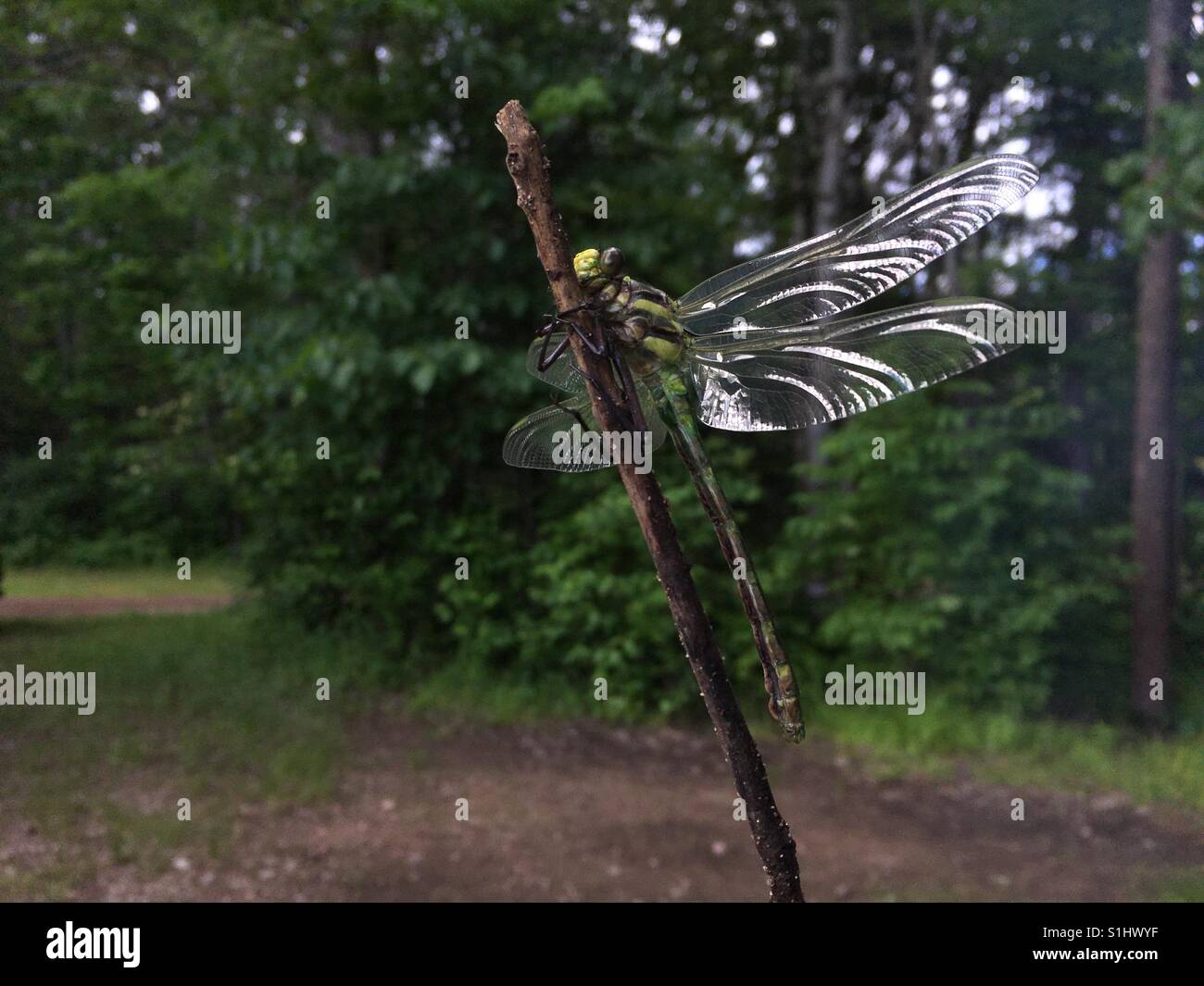 Eine Libelle auf einem Holzstab mit der grünen Vegetation im weichen Hintergrund, Ontario, Canada, Juni 2017. - Smartphone-aufgenommenes Stockfoto