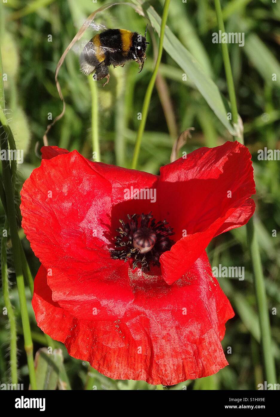 Hummel ist eine Mohnblume besuchen. - Smartphone-aufgenommenes Stockfoto
