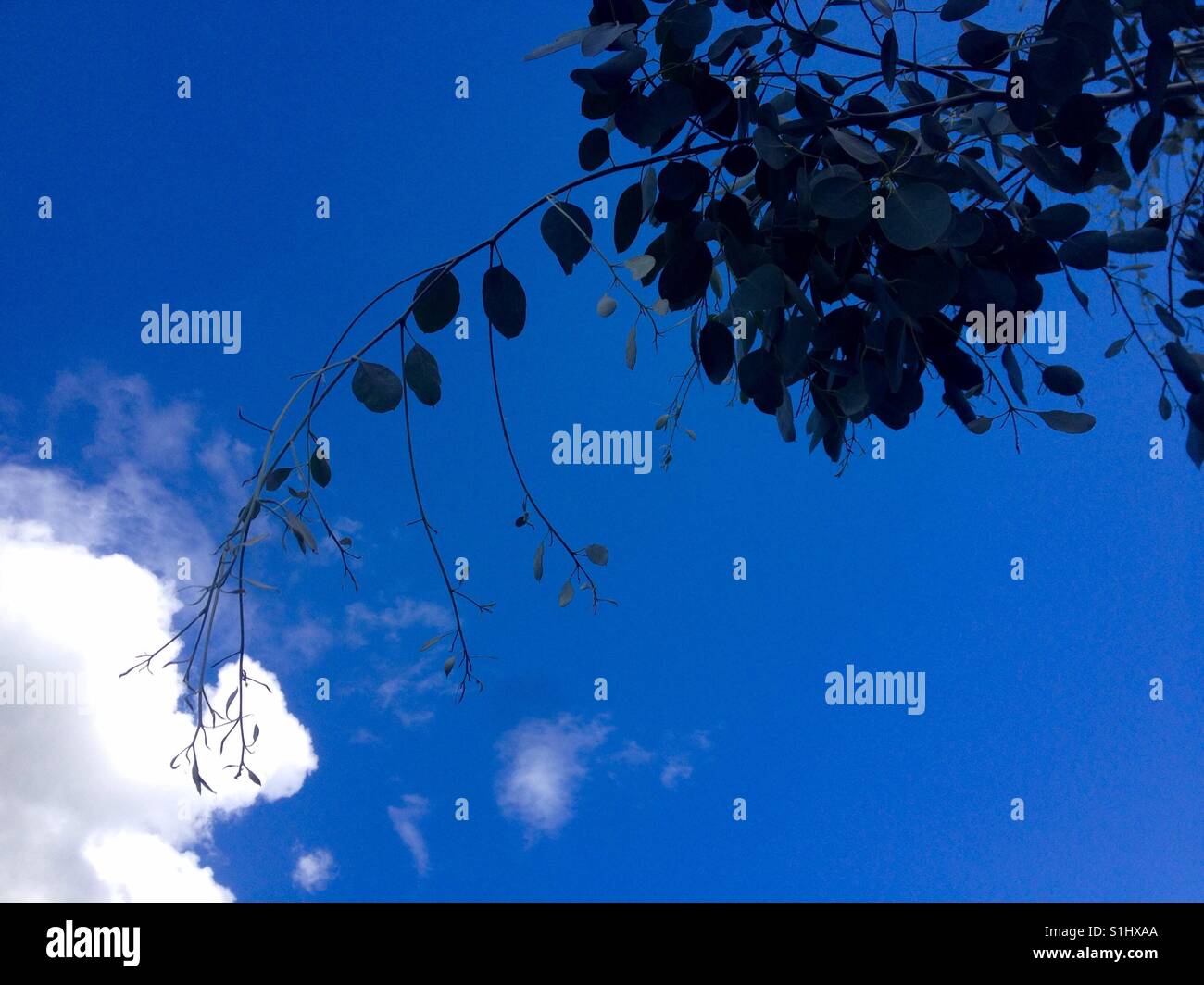 Eukalyptus-Zweig erscheint, Cloud zu berühren. Stockfoto