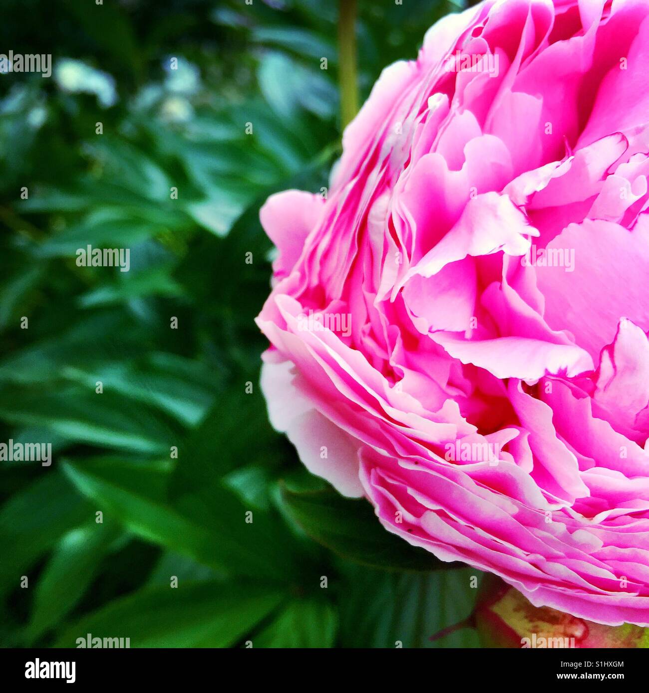 Eine verkürzte Nahaufnahme einer rosa Pfingstrose Blume Stockfoto