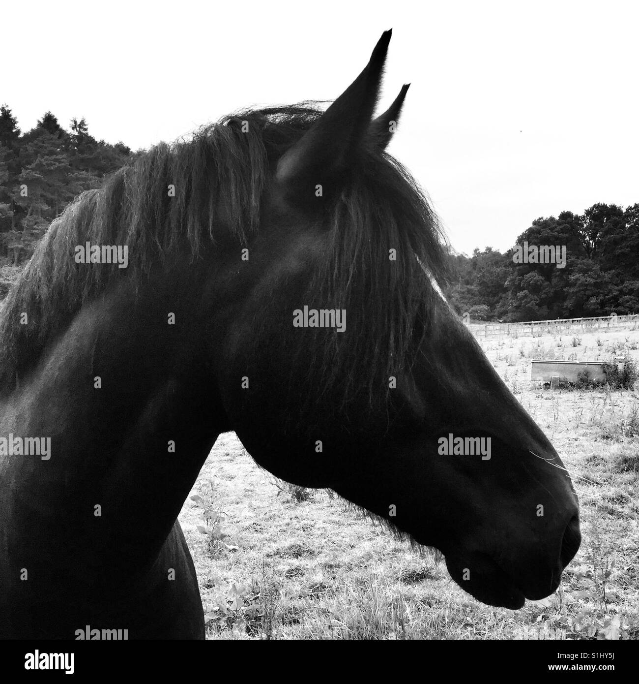 Schwarzen Pony native britische Con Porträt Stockfoto