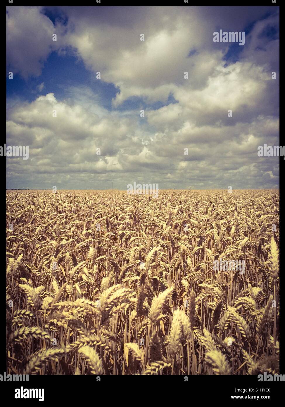 Weizenfeld bei bewölktem Himmel - Smartphone-aufgenommenes Stockfoto