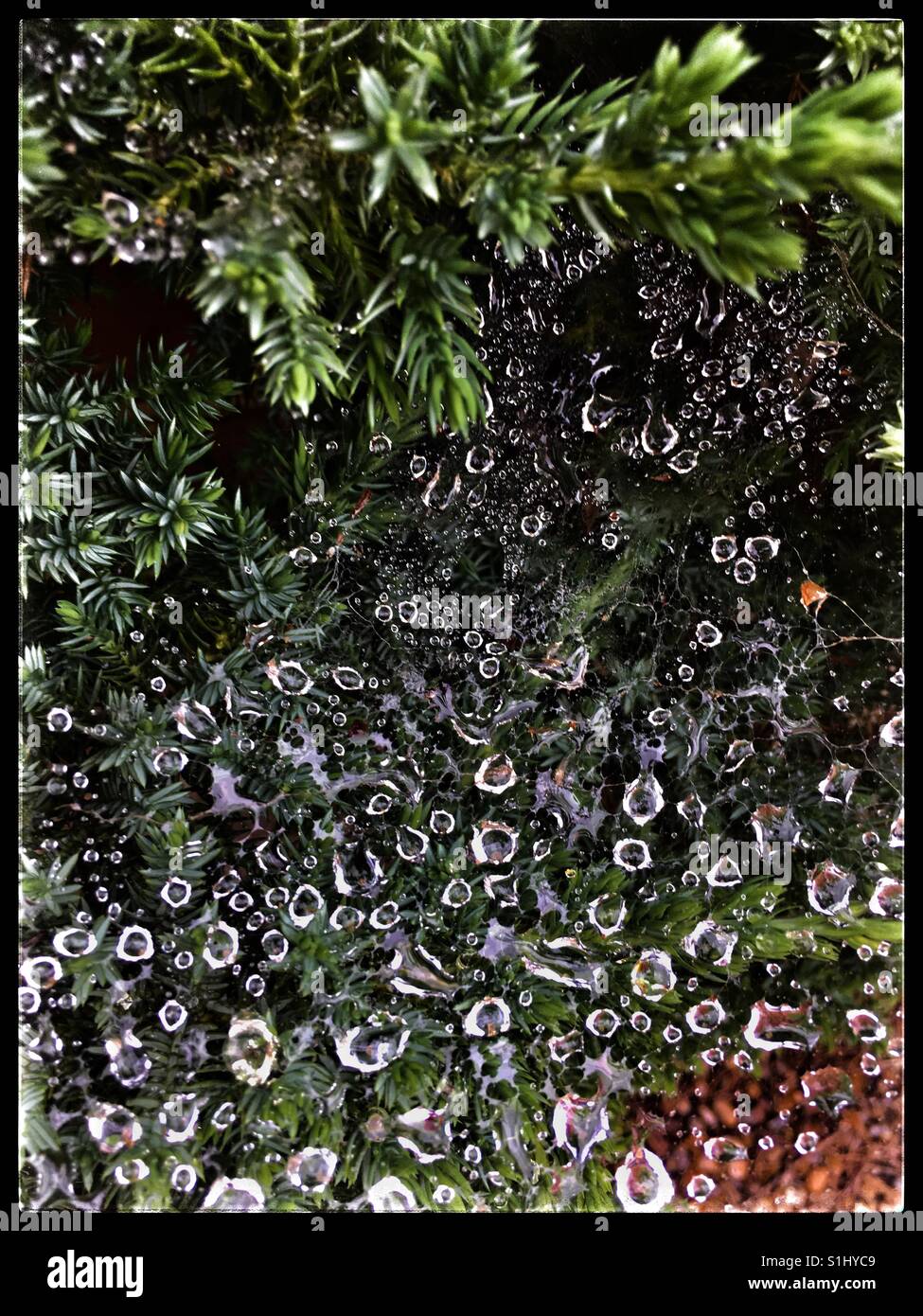 Regen auf einem Spinnen-Netz gefangen. Stockfoto