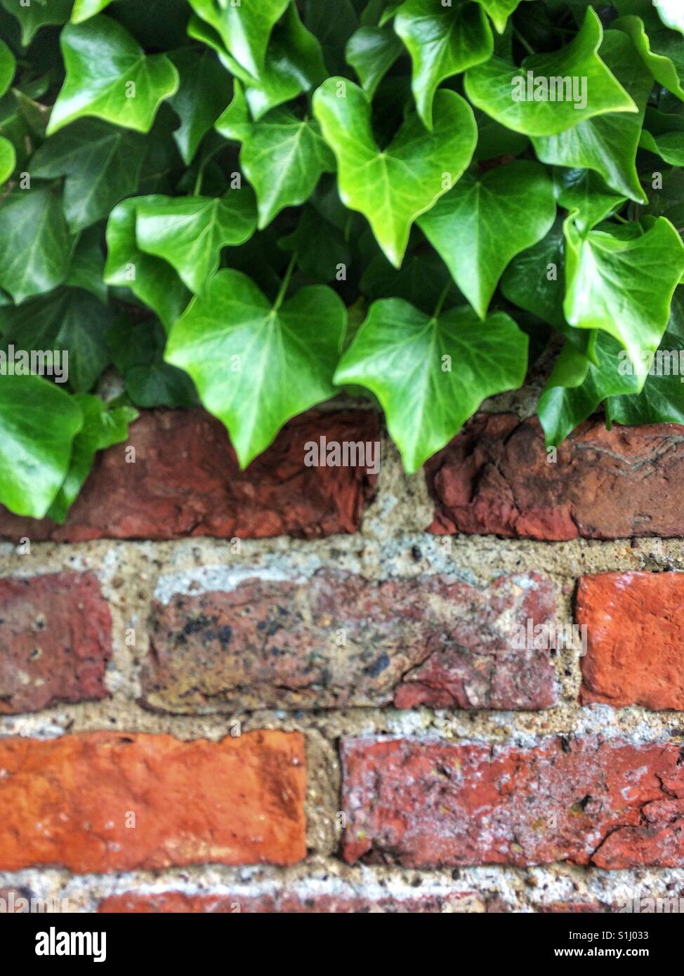 Üppige, grüne Efeu Blätter kriecht über eine rustikale Mauer mit textfreiraum unten. - Smartphone-aufgenommenes Stockfoto