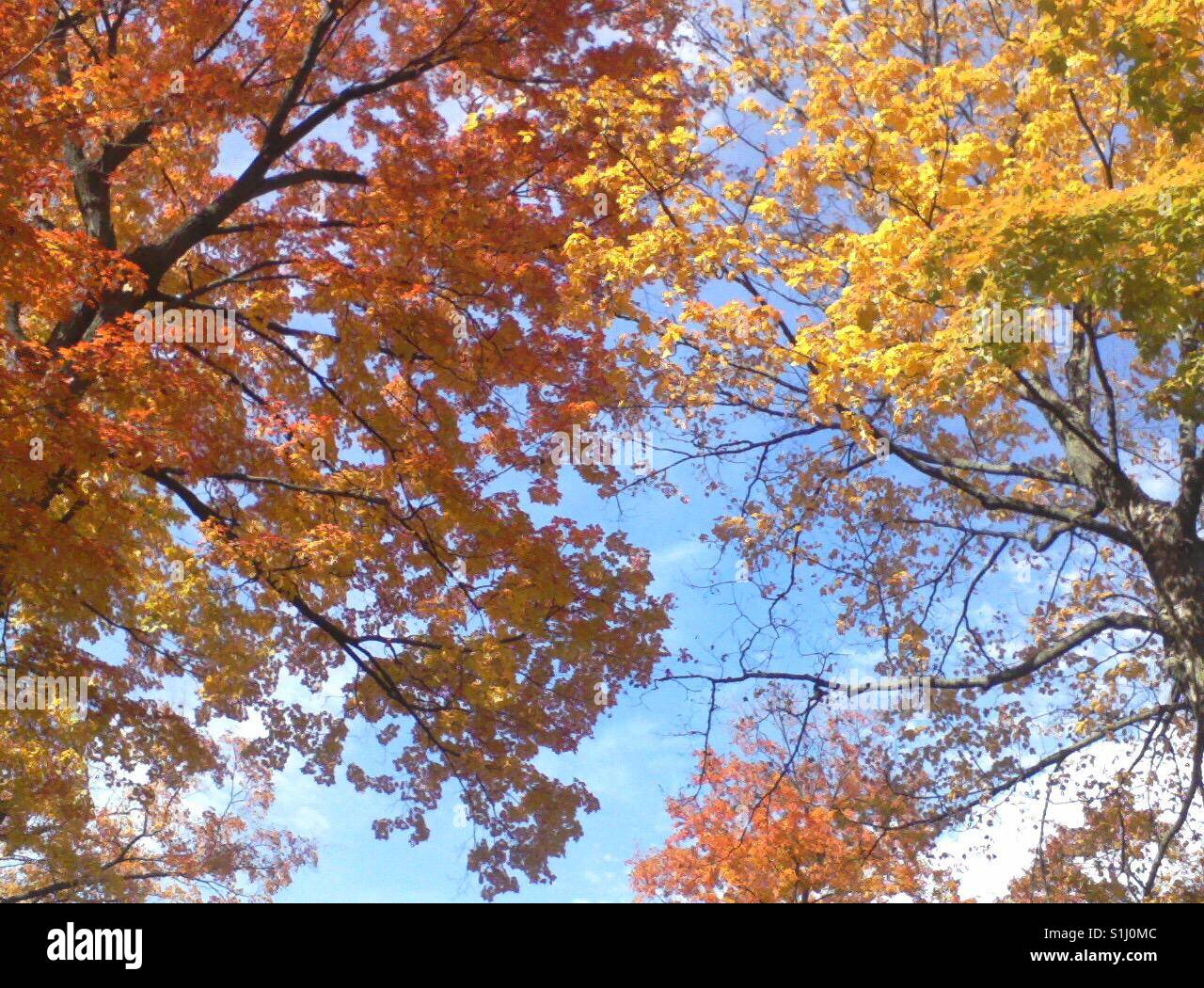 Baum-Herbstfarben Stockfoto