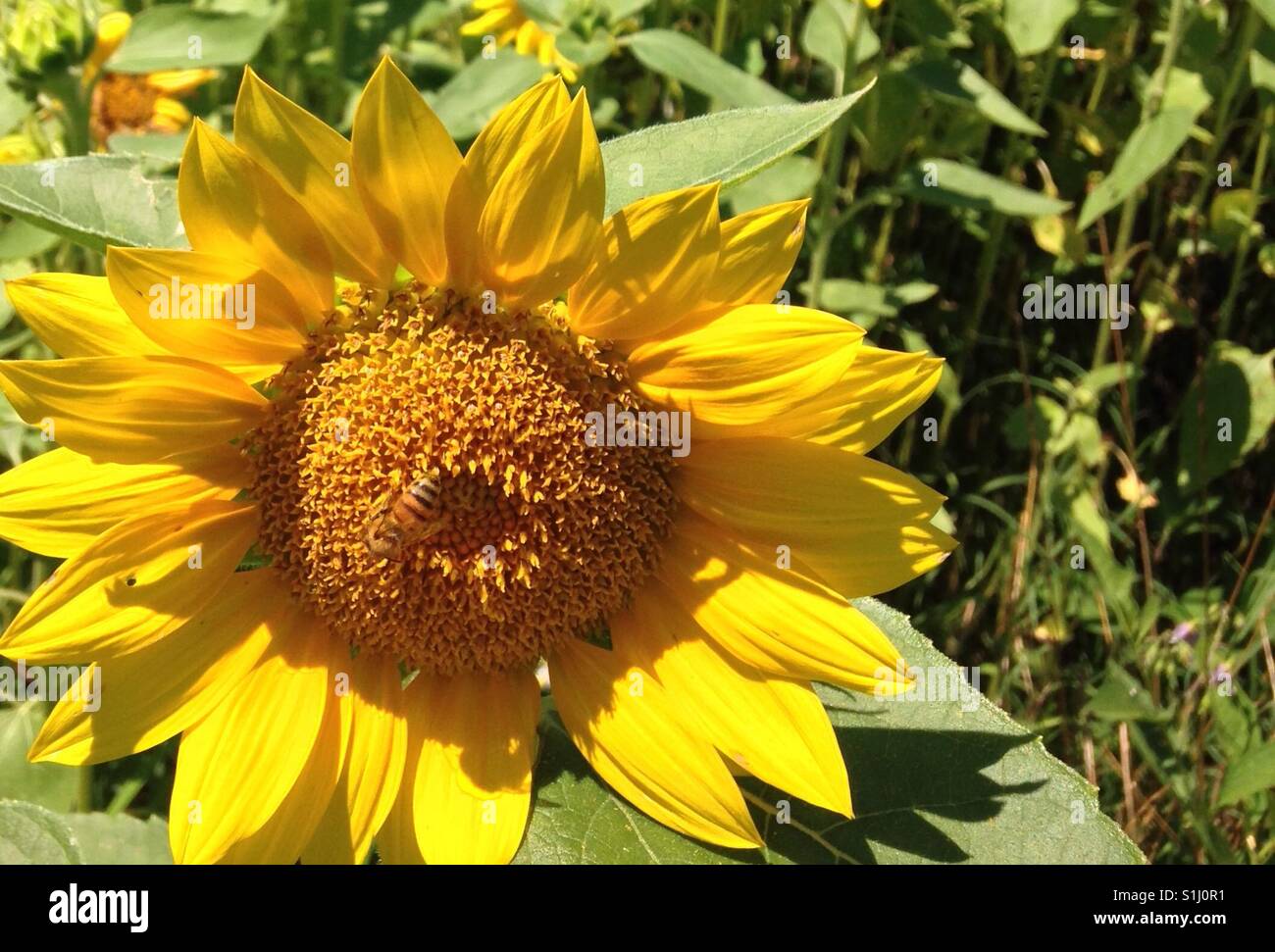 Nektar sammeln - Bienen um Sonnenblumen sammeln Ich bin Nord-carolina Wiese - Smartphone-aufgenommenes Stockfoto