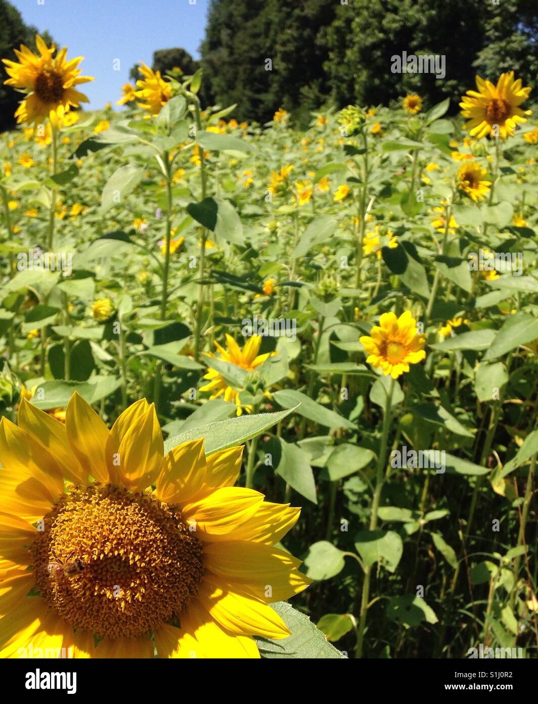 Biene im Paradies - glücklich ich bin Sonnenblumenfeld in North Carolina - Smartphone-aufgenommenes Stockfoto