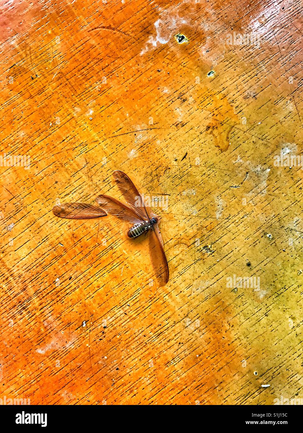 Tote Insekten fliegen Stockfoto