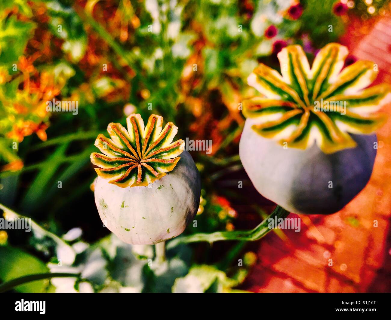 Mohn Hülsen - Smartphone-aufgenommenes Stockfoto