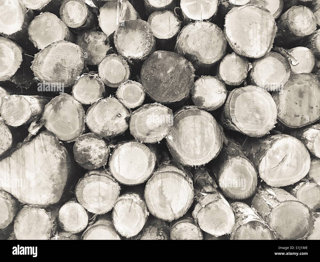 Stapel von Protokollen. Holz aus einem Wald in Northumberland, England gefällt. - Smartphone-aufgenommenes Stockfoto