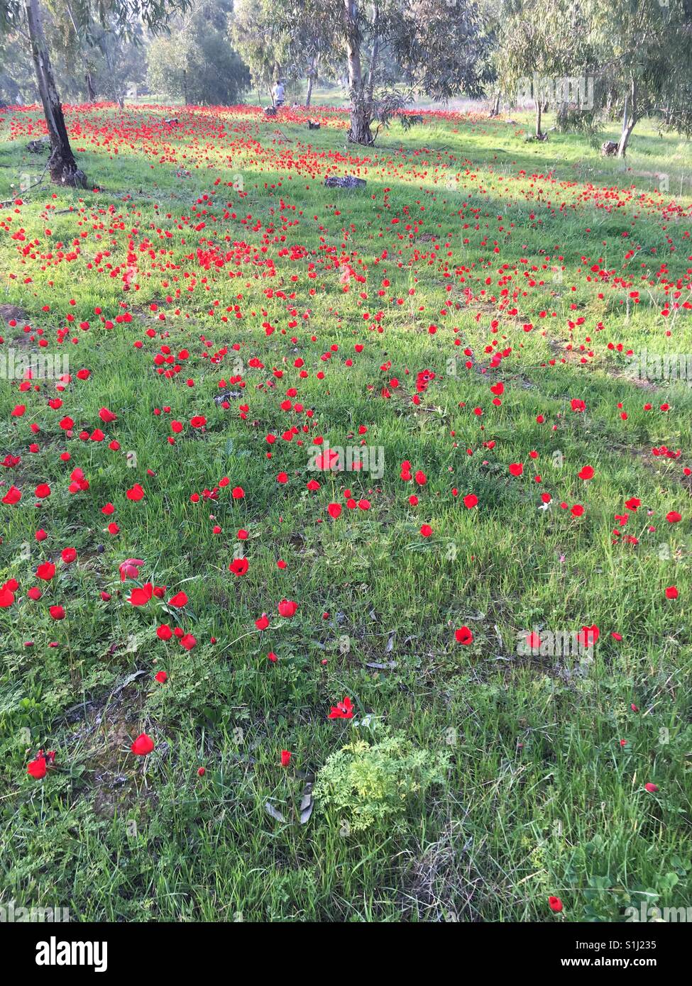 Darom Adom (rote Süd) Festival in Israel die tritt während der Blüte der roten Anemone Blumen Stockfoto