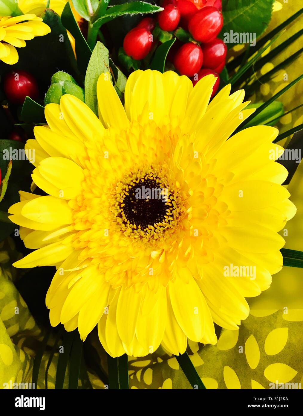 Gelbe Gerbera Blume Stockfoto