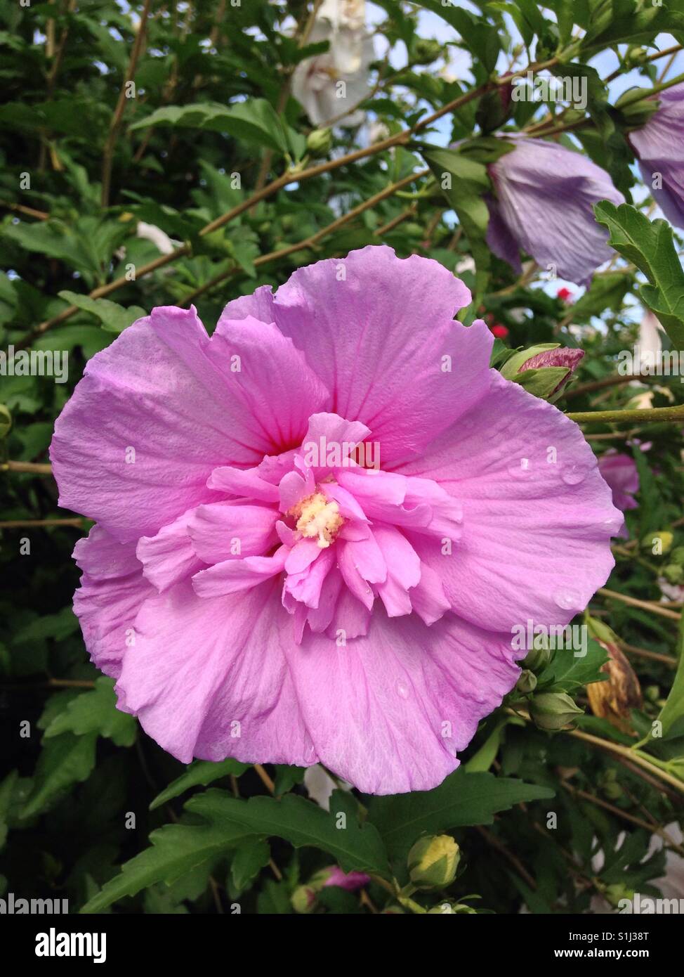 Rosa Hibiskus closeup - Smartphone-aufgenommenes Stockfoto