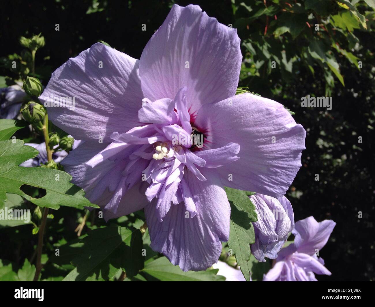 Nahaufnahme von Lavendel Hibiskus mit Biene Stockfoto