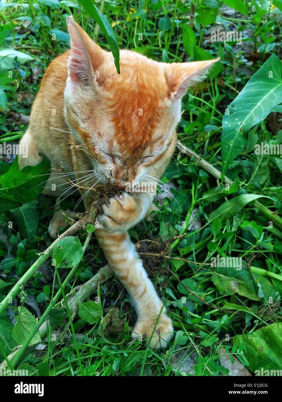 Katze mit gras Fotos und Bildmaterial in hoher Auflösung Alamy