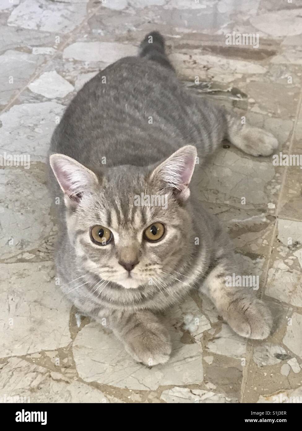 Meine süße Katze Stockfoto