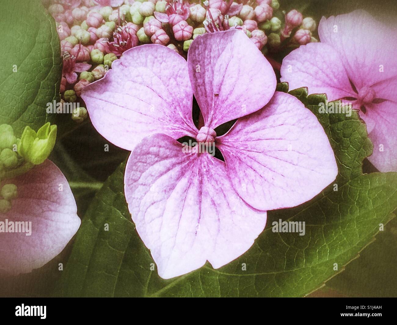 Rosa Hortensie Blumen Stockfoto