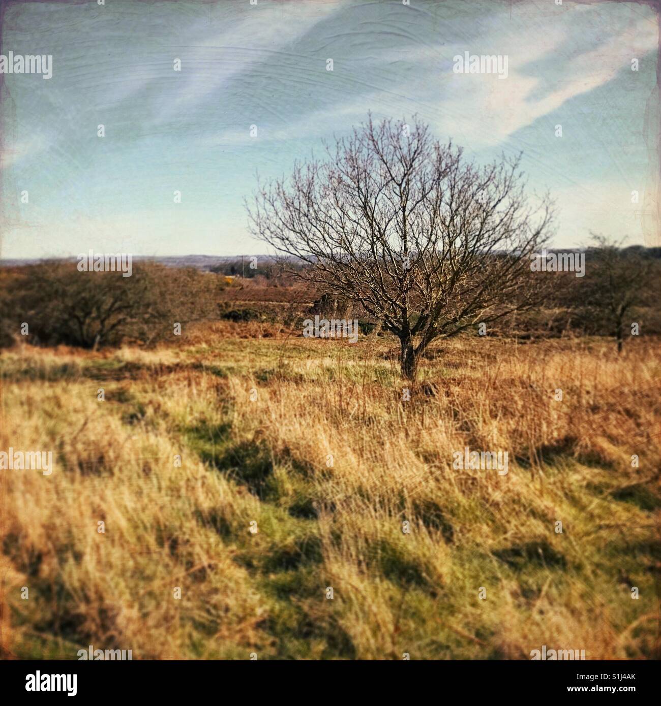 Einzigen Baum in einer ländlichen Landschaft - Smartphone-aufgenommenes Stockfoto
