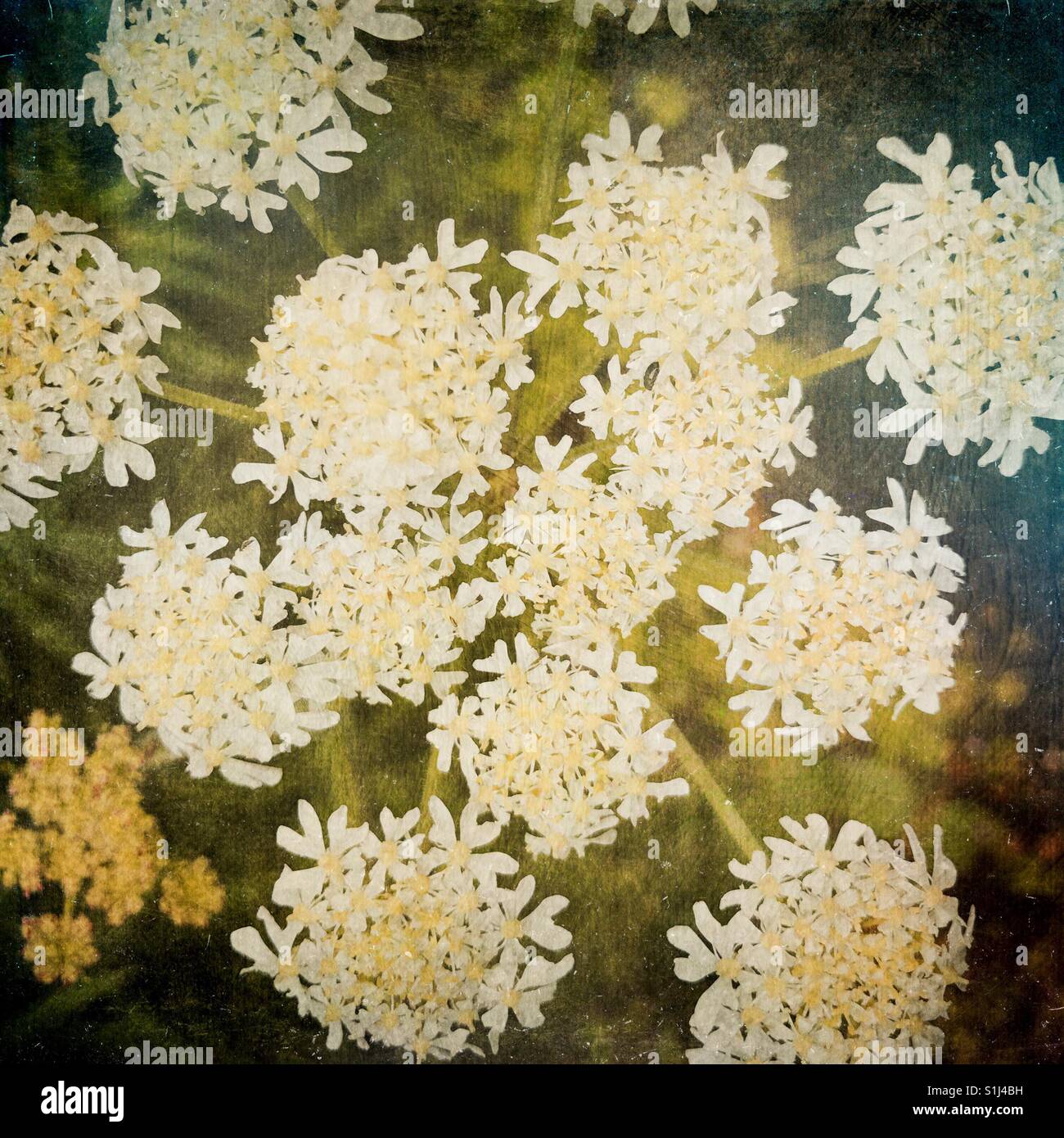 Abstrakte Blumen - Digital erweitert - Smartphone-aufgenommenes Stockfoto