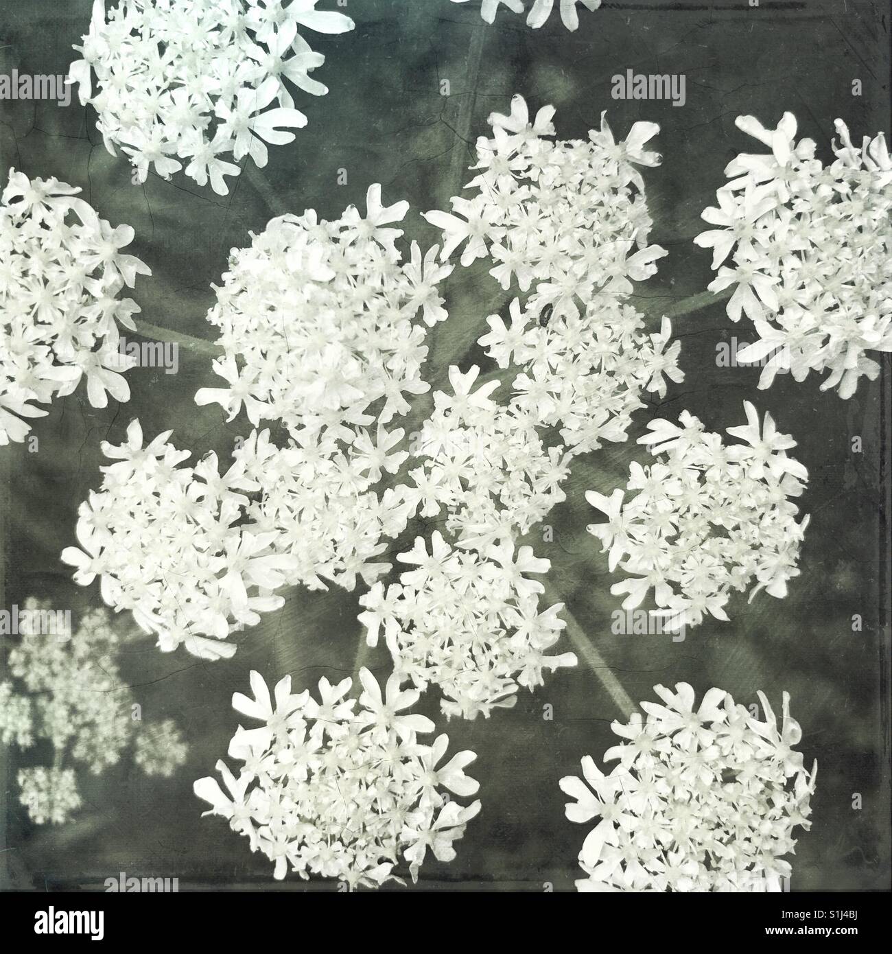 Abstrakte Blumen - Digital erweitert - Smartphone-aufgenommenes Stockfoto