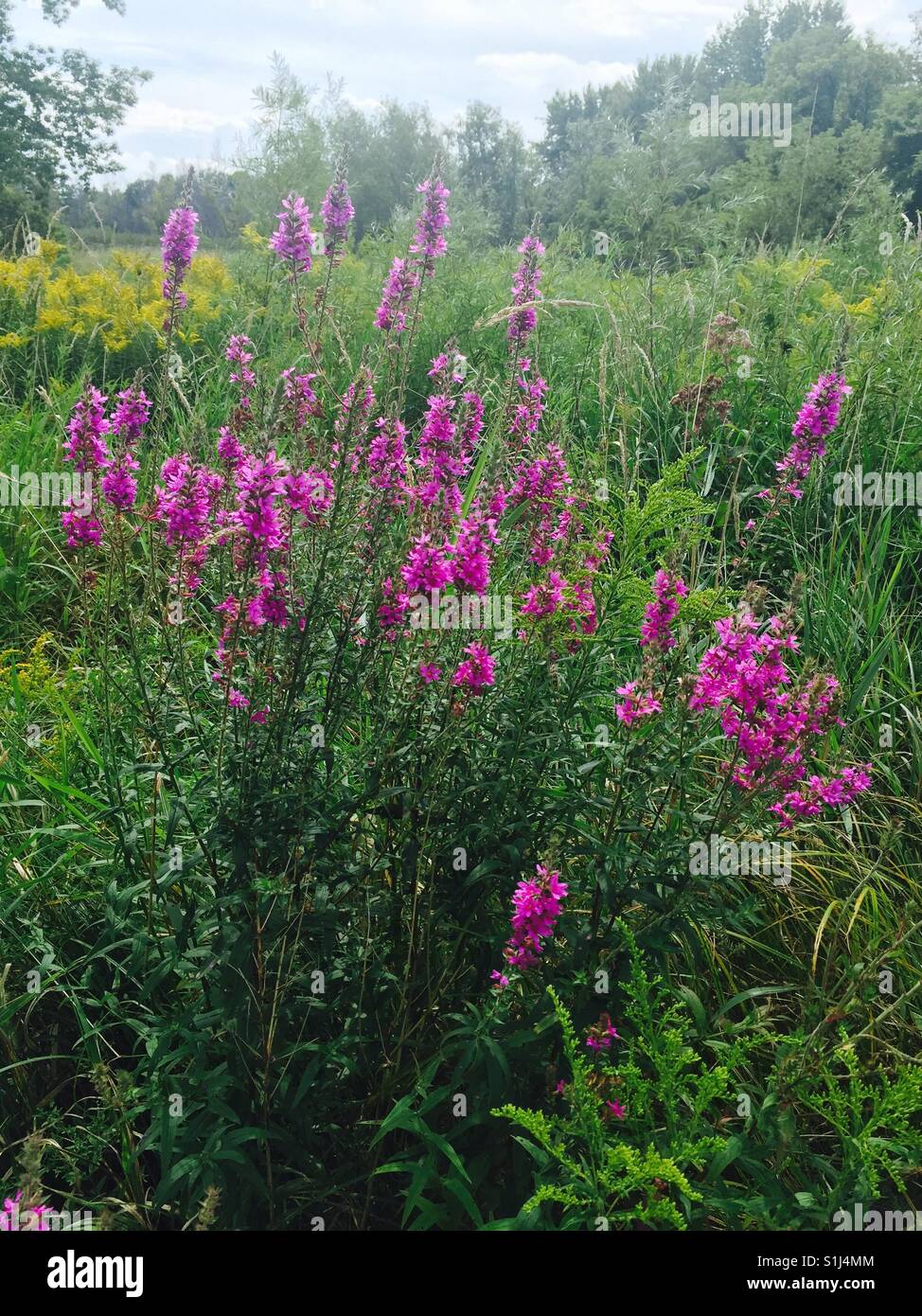 Michigan wilde Blumen Stockfoto