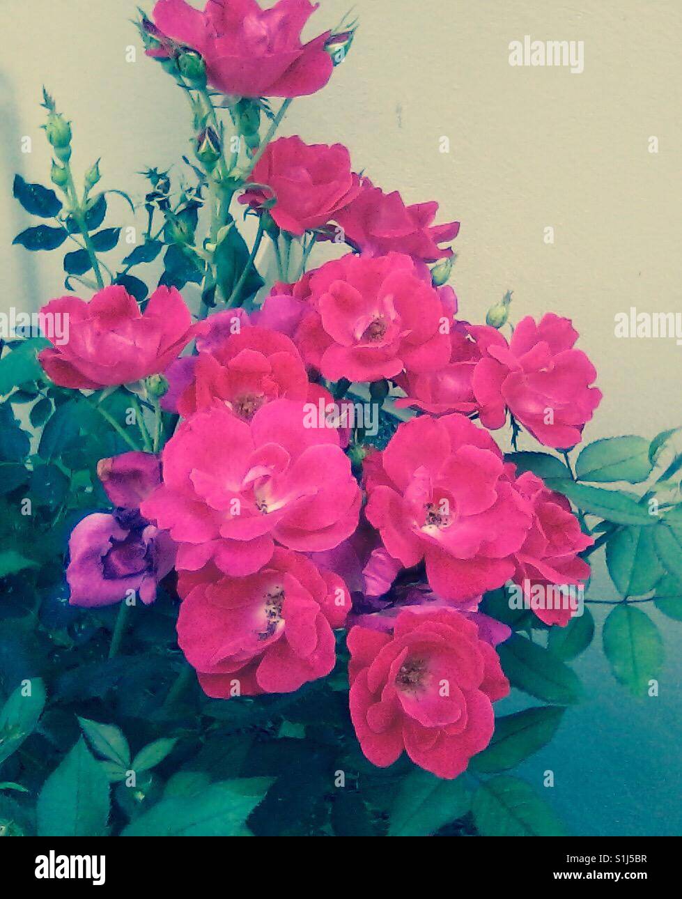 Rosen im Sommer Stockfoto