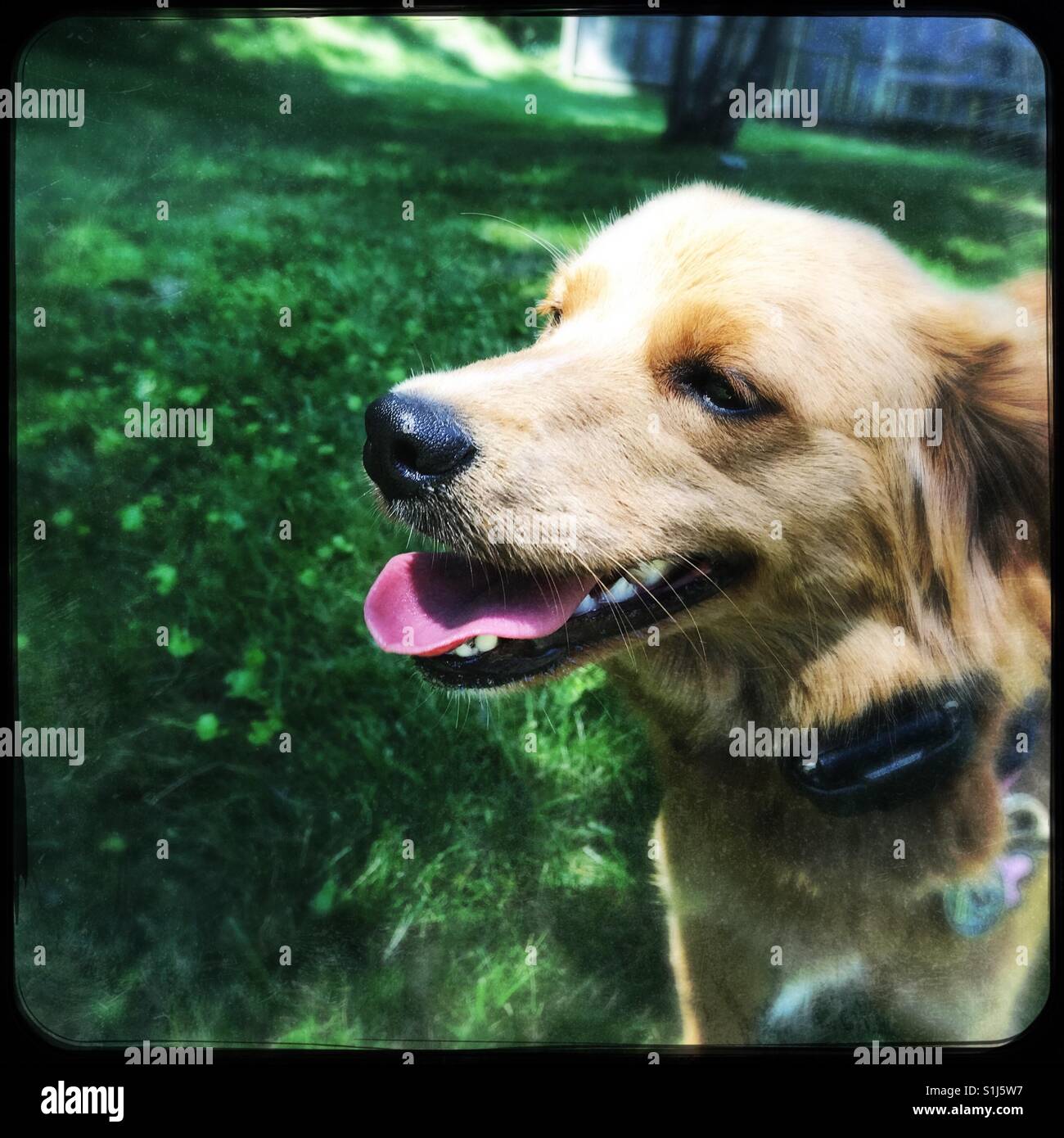 Dog Days of Summer Stockfoto