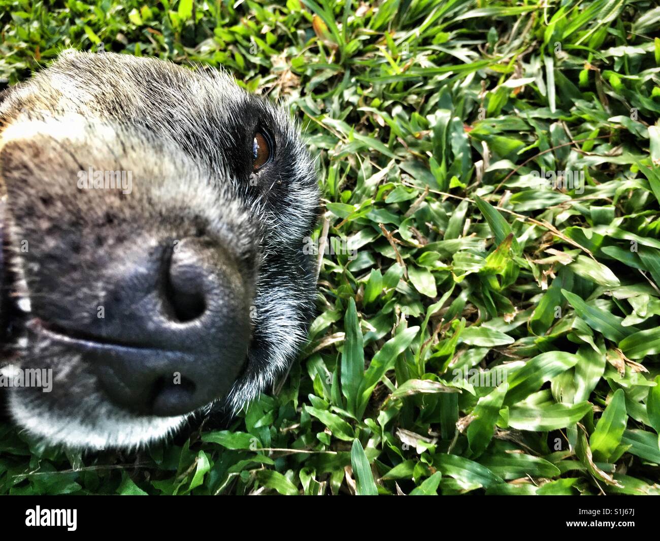 Hund auf dem Rasen. Stockfoto