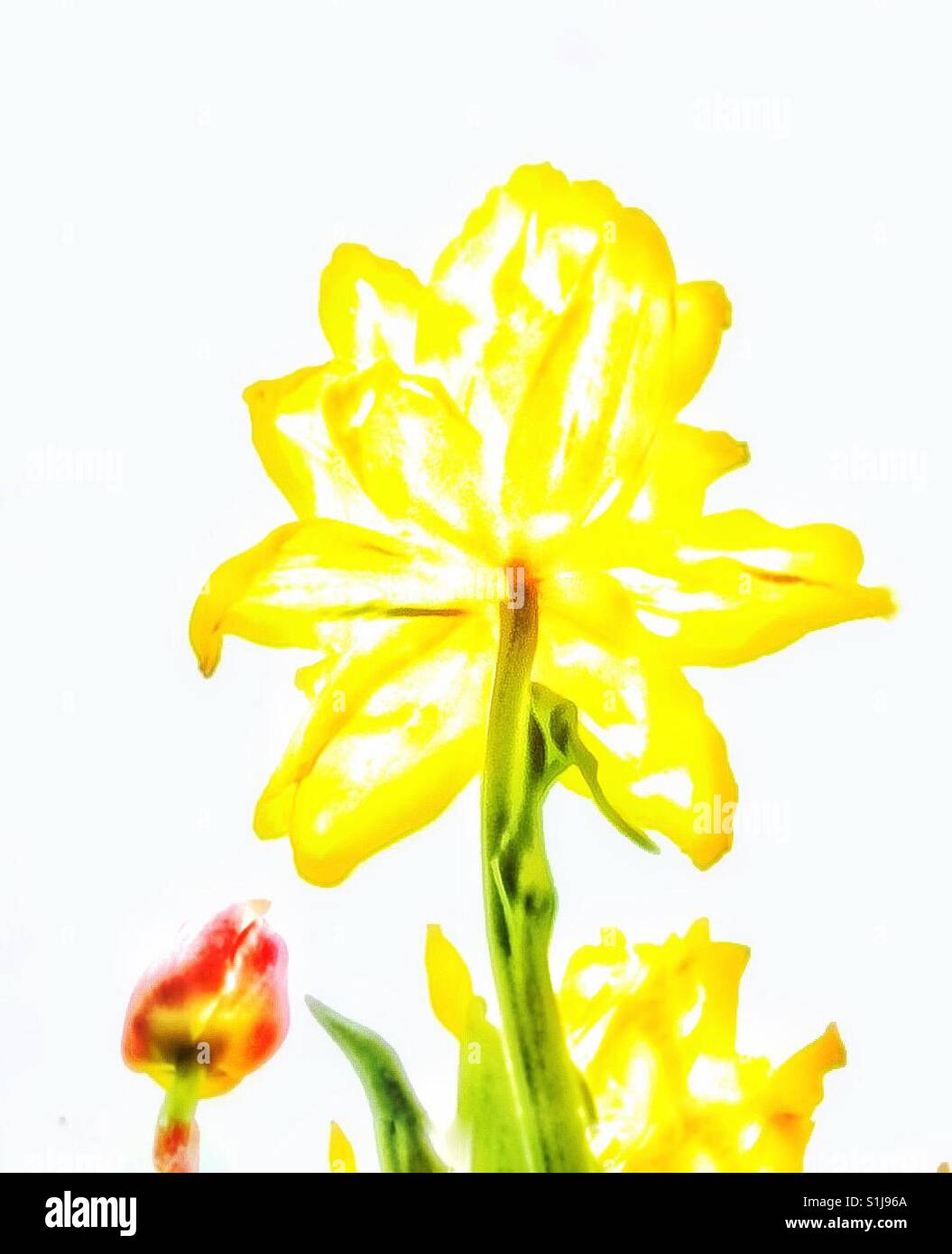 Bunte Tulpen - Smartphone-aufgenommenes Stockfoto