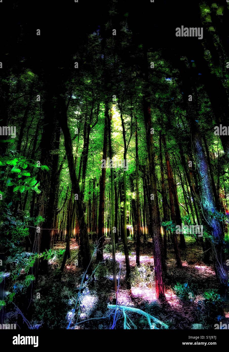 Wald-Licht. Stockfoto