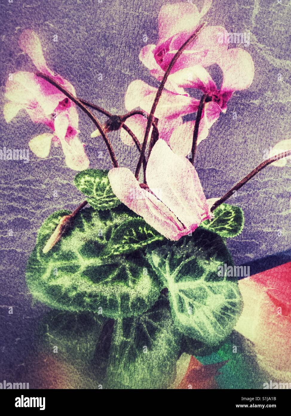 Dekorative rosa Orchidee. - Smartphone-aufgenommenes Stockfoto
