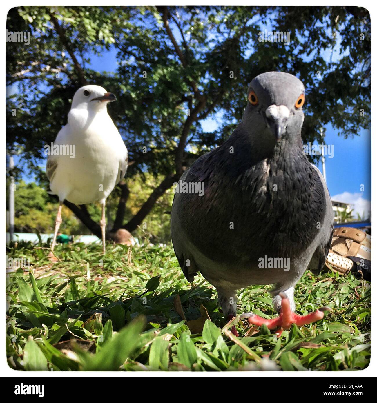 Vögel. Stockfoto