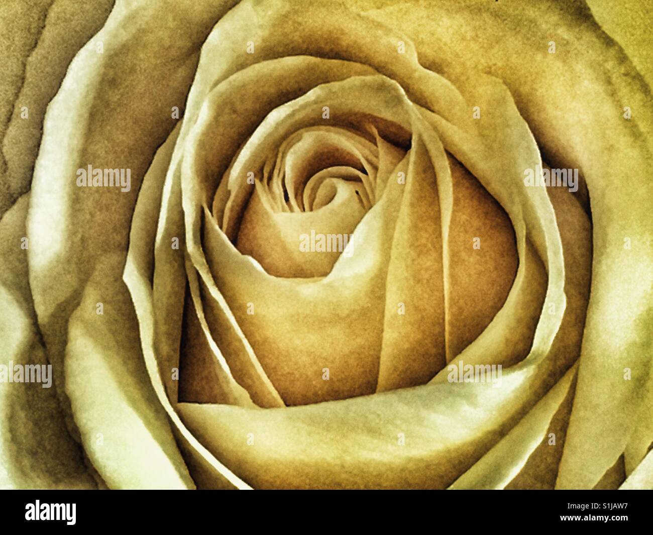 Rose, Makro - Smartphone-aufgenommenes Stockfoto
