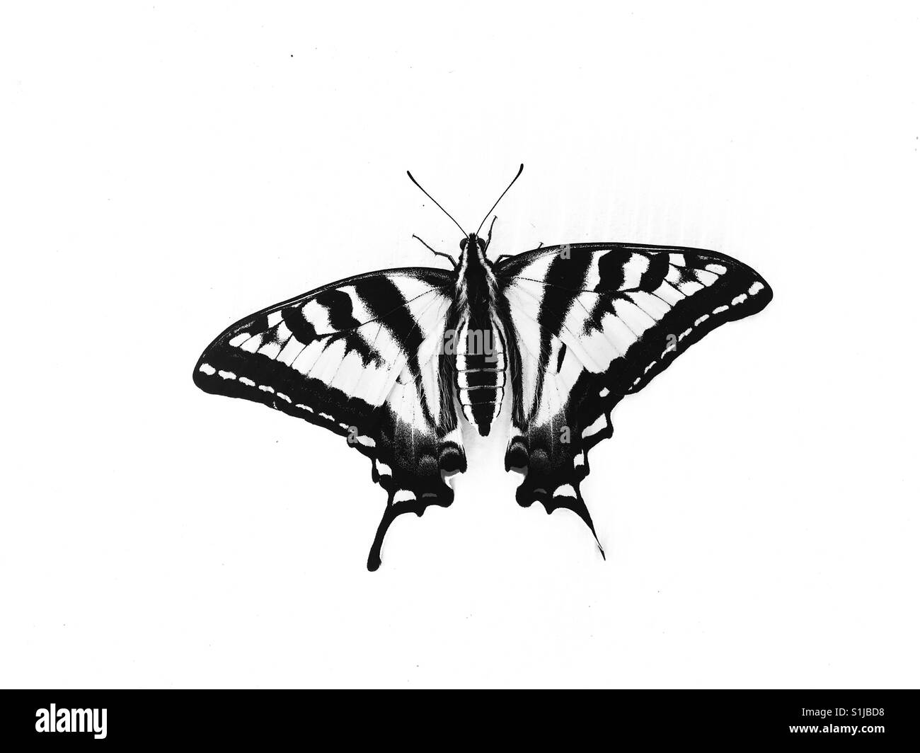 Western-Schwalbenschwanz-Schmetterling auf einem weißen Hintergrund. In schwarz und weiß. Platz für Kopie. Stockfoto