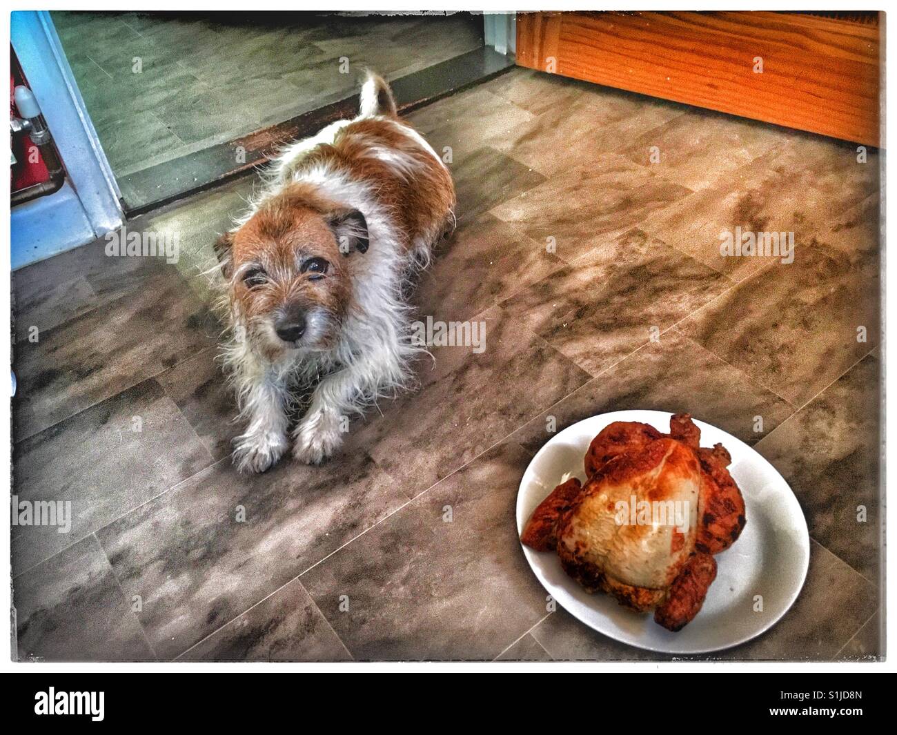 Gut ausgebildete Jack Russell mit ihrem Geburtstag Roast Chicken Dinner. Stockfoto