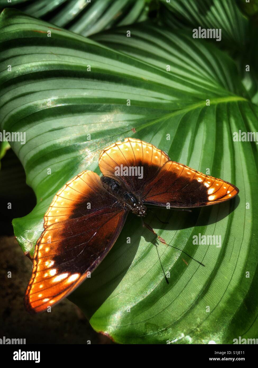 Schmetterling. - Smartphone-aufgenommenes Stockfoto